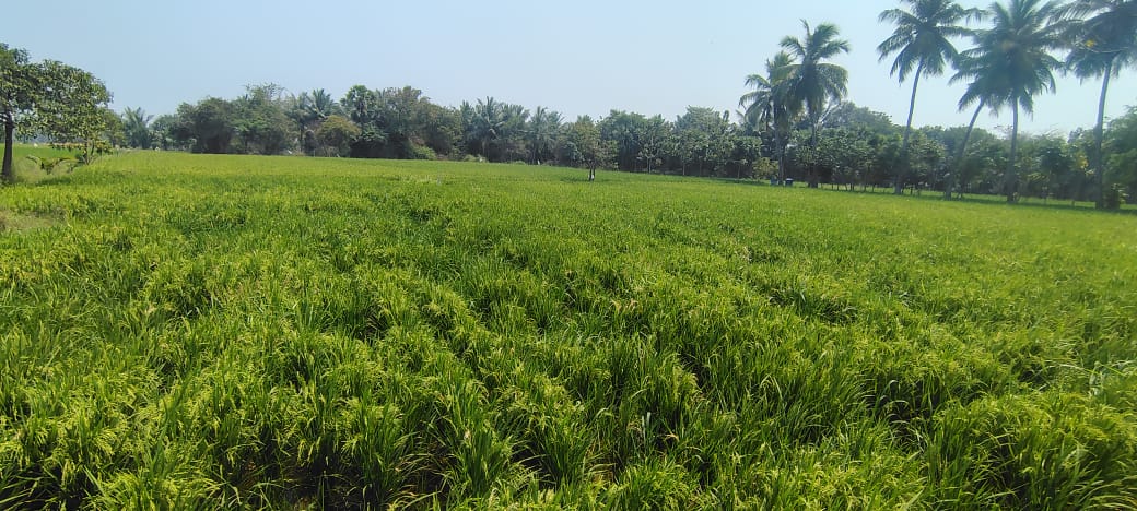 Land for sale - Panapakkam Tamil Nadu