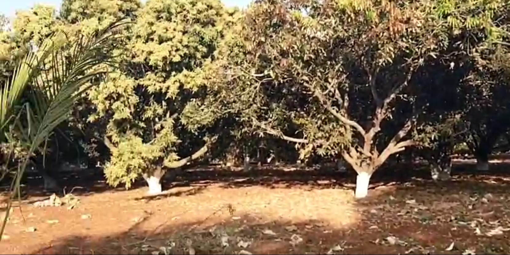 Land for sale Zaheerabad Telangana